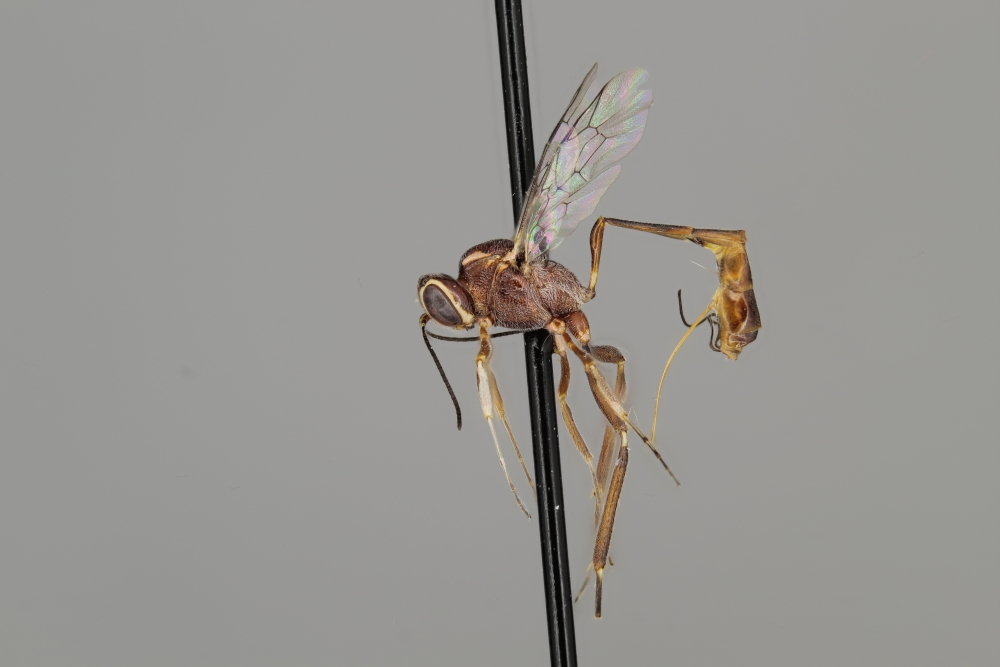 Anomalon californicum female