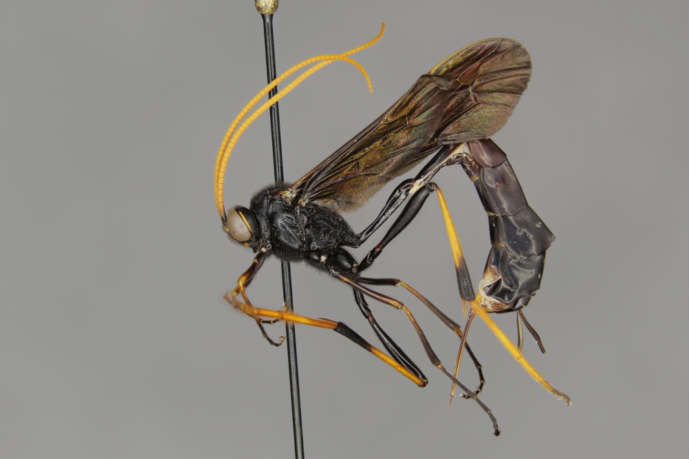 Therion morio female