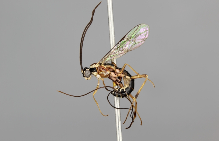 Lissonota angulata female