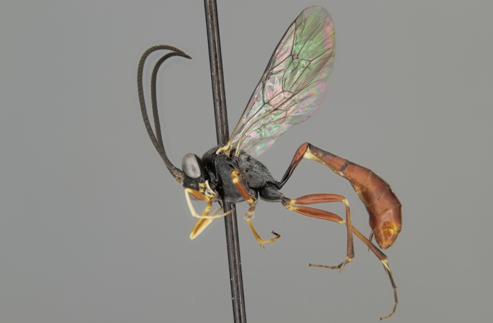 Casinaria infesta female