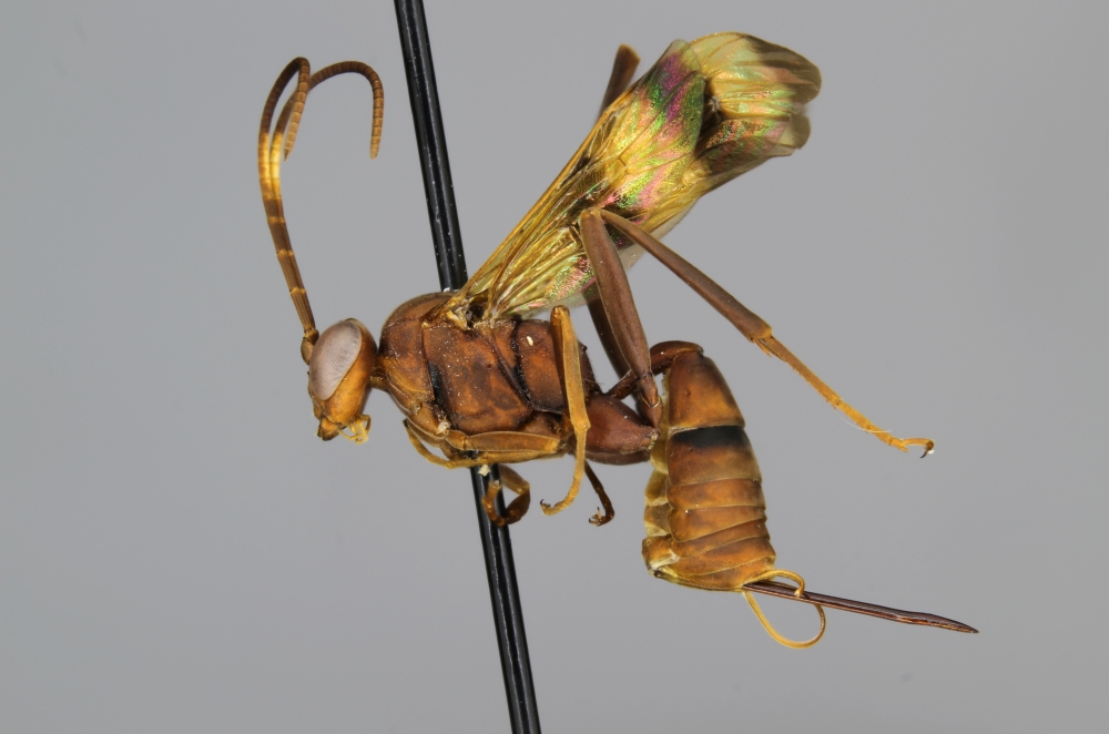 Lanugo picta female