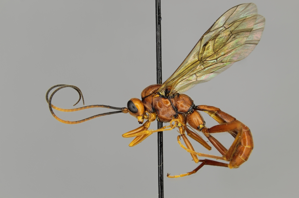 Himerta rubiginosa female