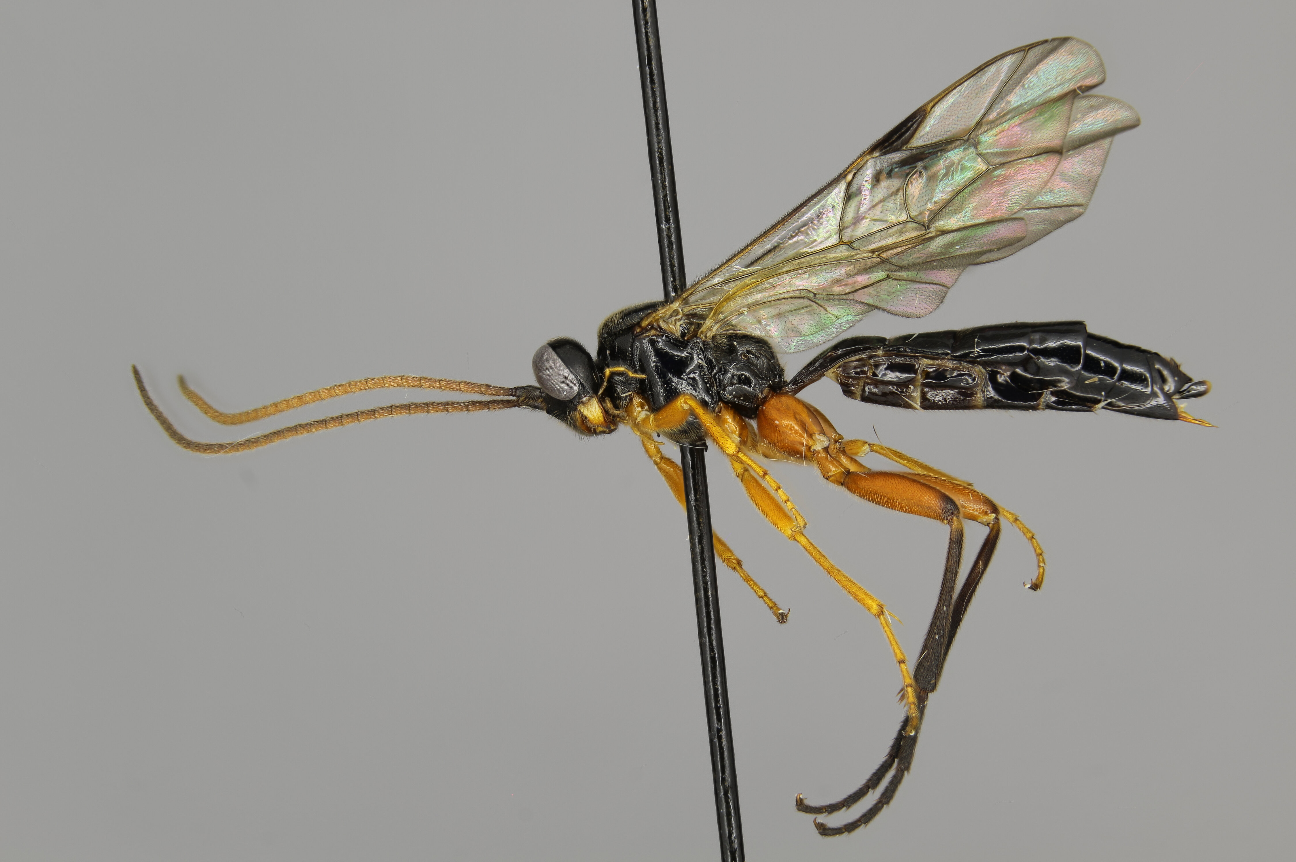 Xenoshesis lineatus female