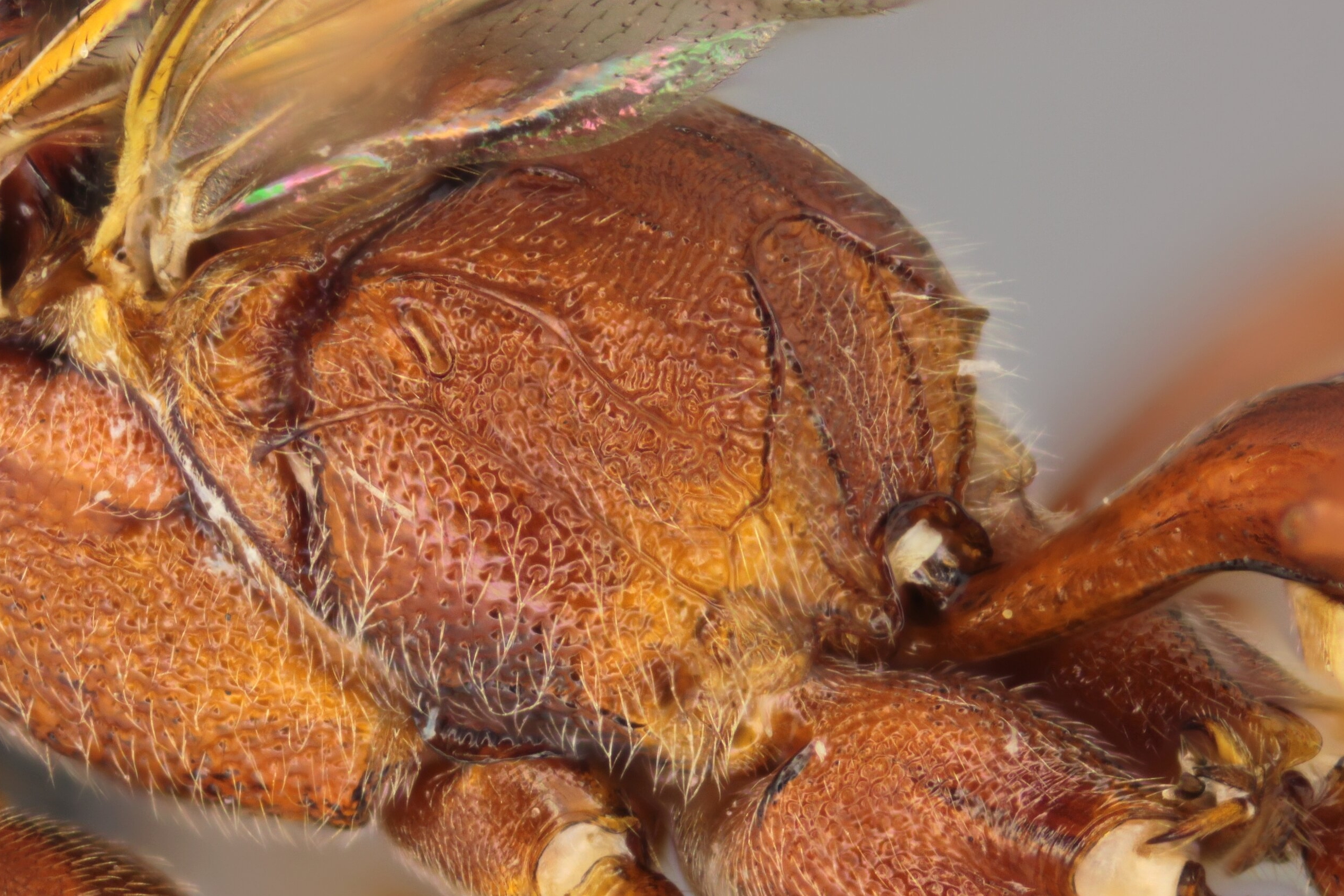 Cratichneumon tetragonops, female, propodeum