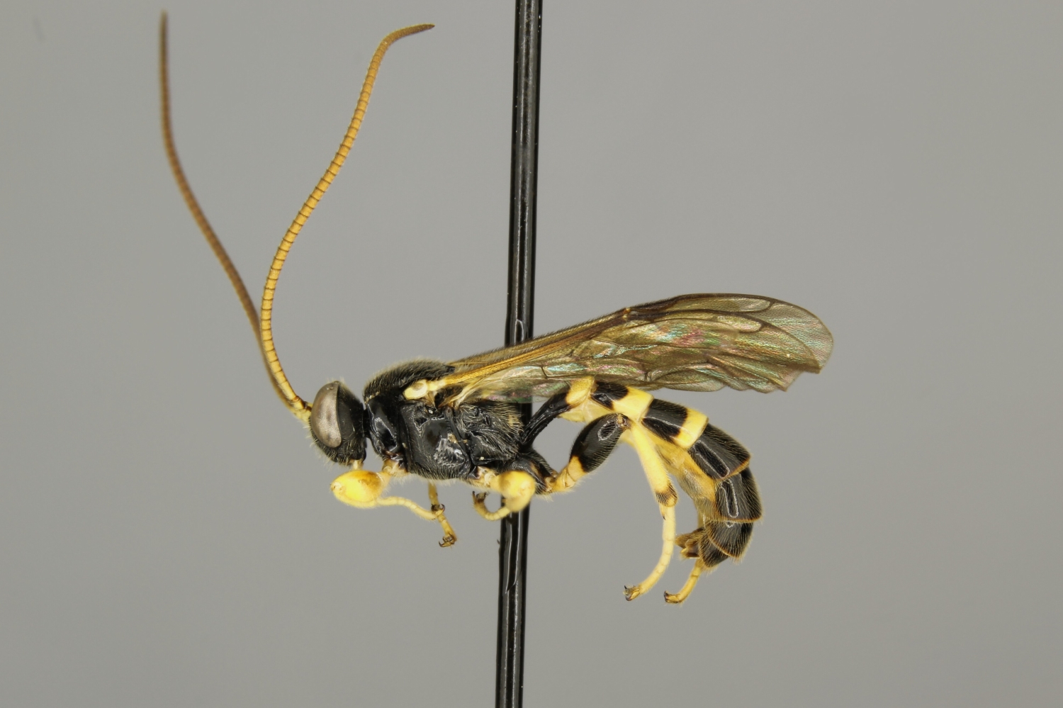 Colpotrochia trifasciata male