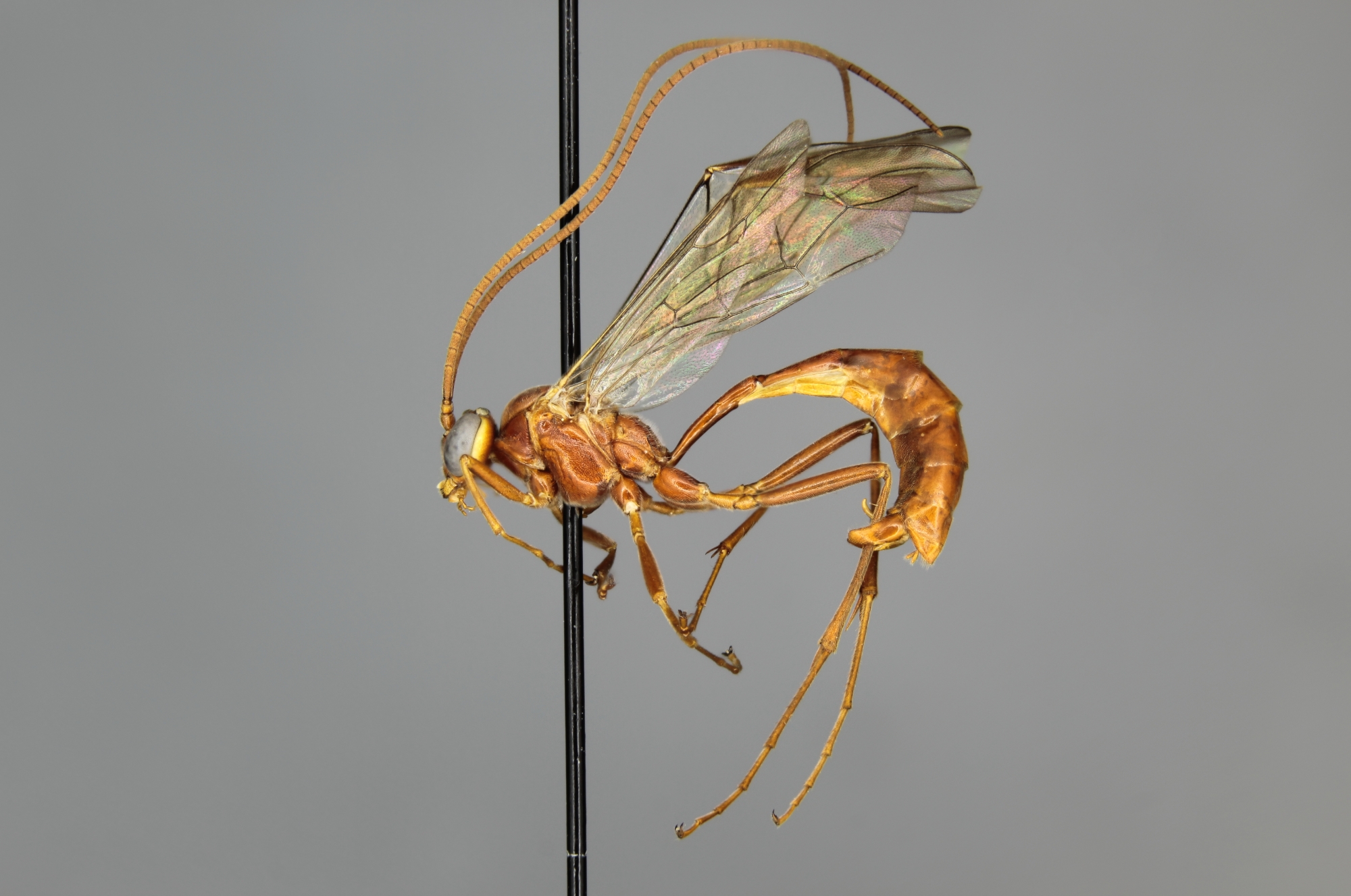 Ophion idoneus male