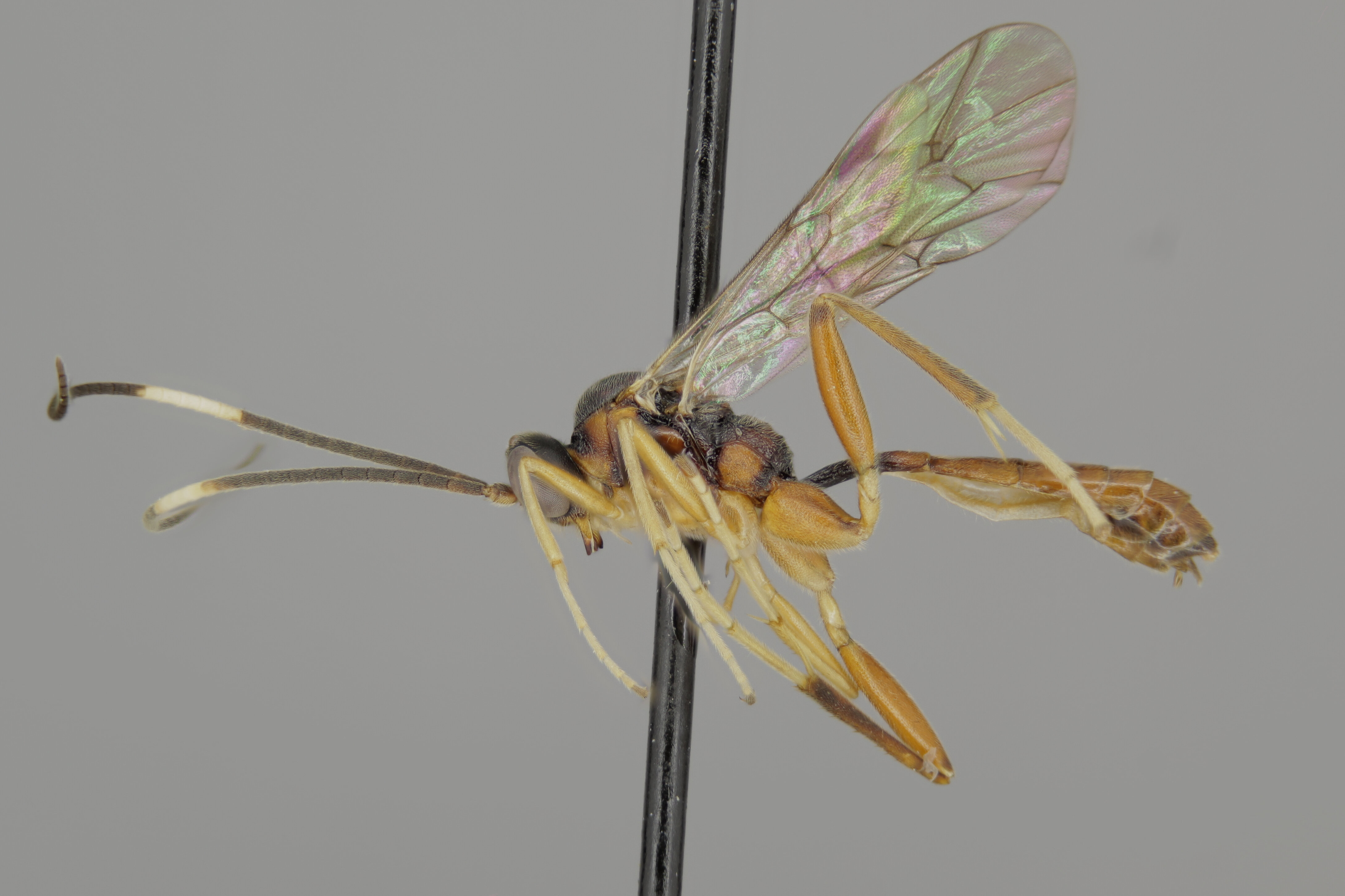 Oxytorus species male